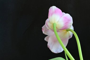 Siyah arka planda güzel pembe laleler