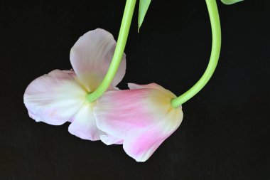 Siyah arka planda güzel pembe laleler