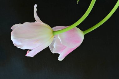 Siyah arka planda güzel pembe laleler