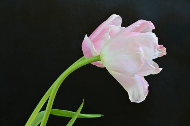 Siyah arka planda güzel pembe laleler