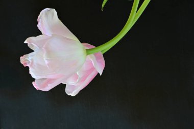 Siyah arka planda güzel pembe laleler