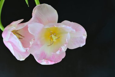 Siyah arka planda güzel pembe laleler