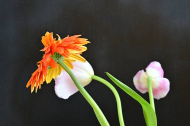 Gerbera ve lale çiçekleri siyah arkaplanda