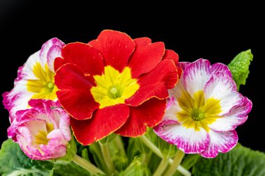 Siyah arkaplanda primula çiçeklerini kapat 