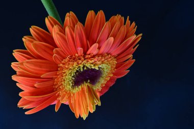 Güzel Gerbera çiçeğine yakın çekim, doğa konsepti