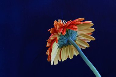 Güzel Gerbera çiçeğine yakın çekim, doğa konsepti