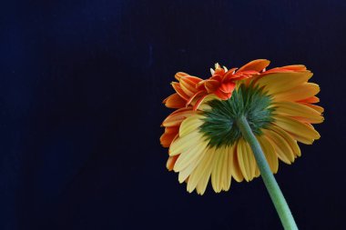 Güzel Gerbera çiçeğine yakın çekim, doğa konsepti