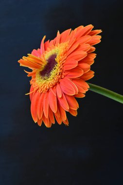 Güzel Gerbera çiçeğine yakın çekim, doğa konsepti