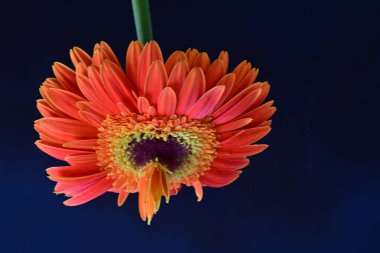 Güzel Gerbera çiçeğine yakın çekim, doğa konsepti