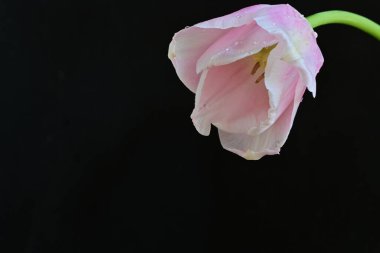 Pembe lale çiçeğine yaklaş. 