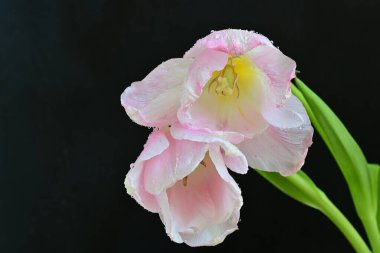 Siyah arkaplanda pembe laleler 