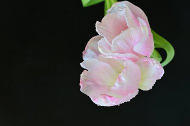 Siyah arkaplanda pembe laleler 