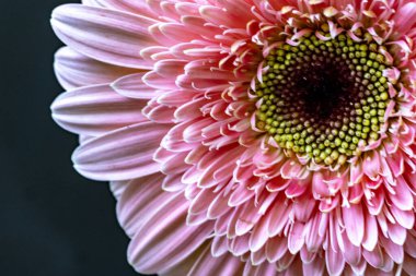 Güzel Gerbera koyu arkaplan, yaz konsepti, yakın görüş 