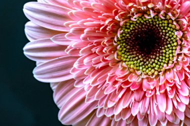 Güzel Gerbera koyu arkaplan, yaz konsepti, yakın görüş 