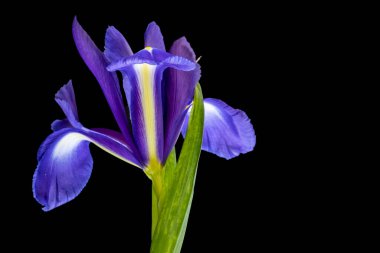 Siyah arkaplanda iris çiçekleri, yakın plan 