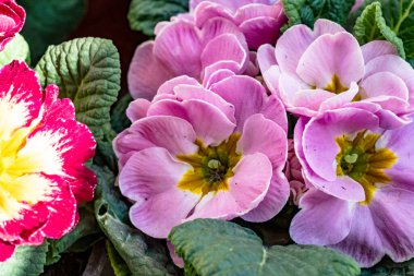 Siyah arkaplanda primula çiçeklerini kapat 