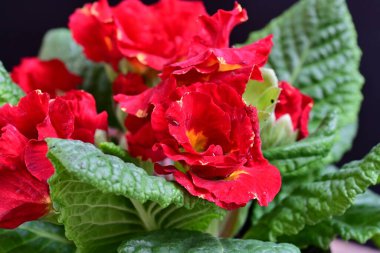 Güzel primula kırmızısı çiçekler yakın