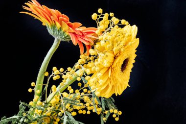 güzel gerbera ve sarı mimoza çiçekleri siyah arkaplanda.