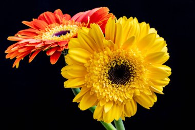 Güzel Gerbera çiçeklerinin yakın görüntüsü 