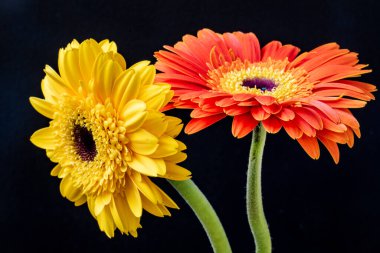 Güzel Gerbera çiçeklerinin yakın görüntüsü 