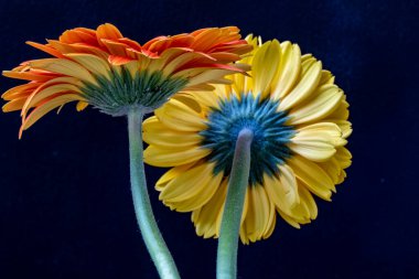 Güzel Gerbera çiçeklerinin yakın görüntüsü 