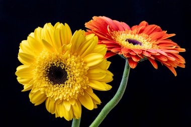 Güzel Gerbera çiçeklerinin yakın görüntüsü 