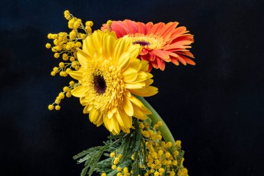 güzel gerbera ve sarı mimoza çiçekleri siyah arkaplanda.