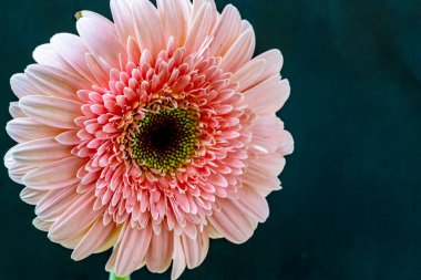 Güzel Gerbera koyu arkaplan, yaz konsepti, yakın görüş 