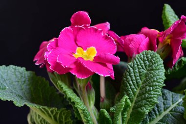 Siyah arka planda güzel primula çiçekleri