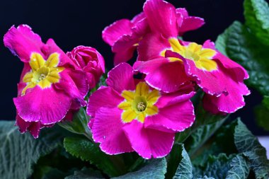 Siyah arka planda güzel primula çiçekleri