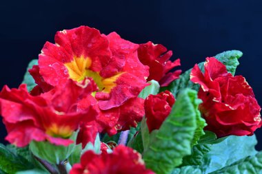 Güzel primula kırmızısı çiçekler yakın