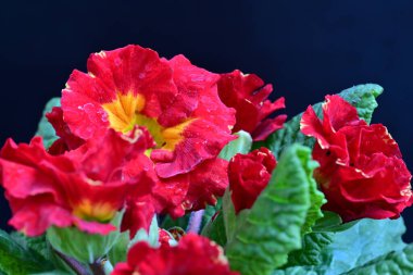 Güzel primula kırmızısı çiçekler yakın