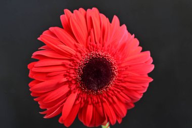 Koyu arkaplanda güzel kırmızı gerbera çiçeği