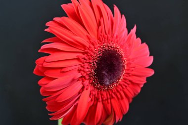 Koyu arkaplanda güzel kırmızı gerbera çiçeği