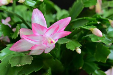 Siyah arka planda güzel pembe shlumbergera çiçekleri