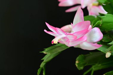 Siyah arka planda güzel pembe shlumbergera çiçekleri