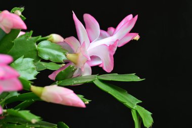 Siyah arka planda güzel pembe shlumbergera çiçekleri