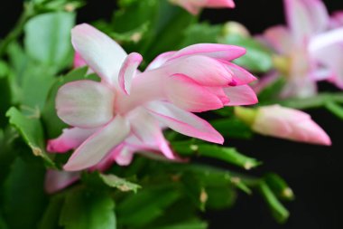 beautiful pink shlumbergera flowers on black background clipart