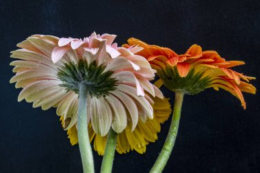 Siyah arka planda güzel Gerbera çiçekleri, yaz konsepti, yakın görüş 