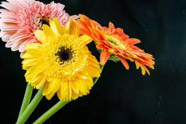 Siyah arka planda güzel Gerbera çiçekleri, yaz konsepti, yakın görüş 