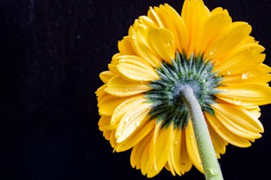 yakın plan - Gerbera çiçeğinin siyah arkaplanda görüntüsü