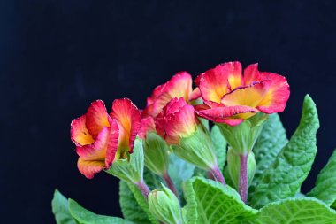 Siyah arkaplanda primula çiçeklerini kapat 