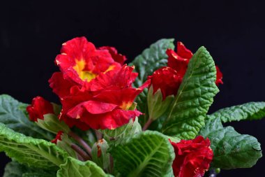 Siyah arkaplanda primula çiçeklerini kapat 