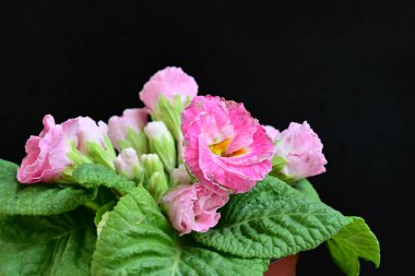 Siyah arkaplanda primula çiçeklerini kapat 