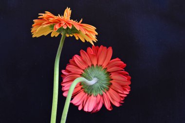 Siyah arka planda güzel Gerbera çiçekleri, yaz konsepti, yakın görüş 