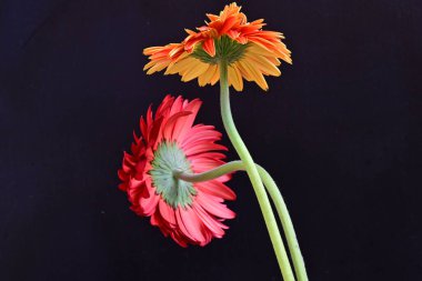 Siyah arka planda güzel Gerbera çiçekleri, yaz konsepti, yakın görüş 