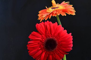 Siyah arka planda güzel Gerbera çiçekleri, yaz konsepti, yakın görüş 