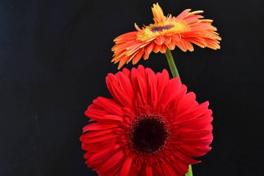 Siyah arka planda güzel Gerbera çiçekleri, yaz konsepti, yakın görüş 
