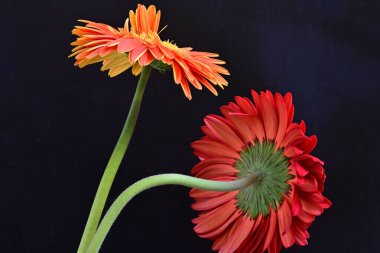 Siyah arka planda güzel Gerbera çiçekleri, yaz konsepti, yakın görüş 