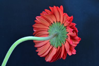 yakın plan - Gerbera çiçeğinin siyah arkaplanda görüntüsü